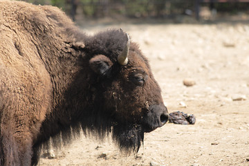 Image showing bison