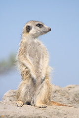 Image showing suricata