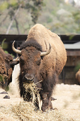 Image showing bison