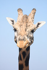 Image showing giraffe head