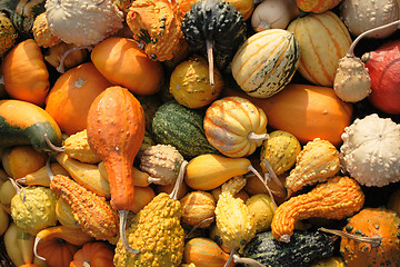 Image showing pumpkins collection