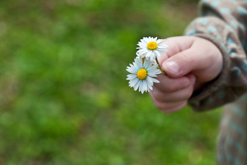 Image showing Child with daisy flower