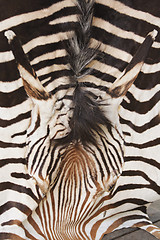 Image showing zebra texture