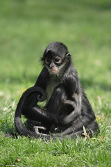 Image showing black lemur monkey