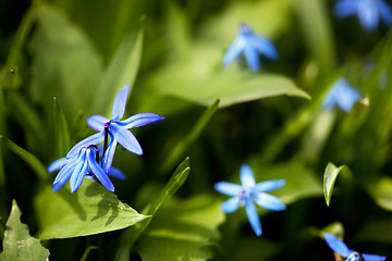 Image showing Spring Flowers