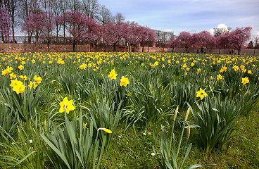 Image showing Spring Flowers