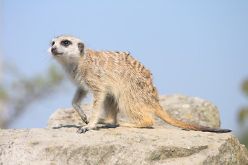 Image showing suricata