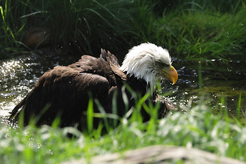 Image showing eagle