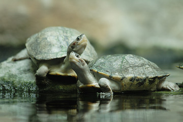 Image showing turtles