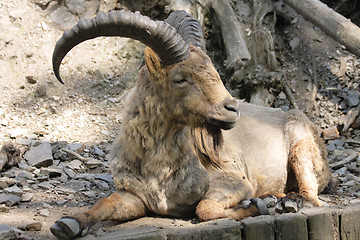 Image showing chamois