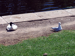 Image showing Seagull and stork