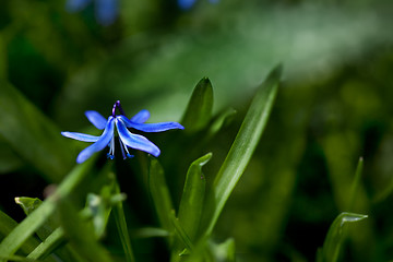 Image showing Spring Flowers