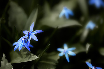 Image showing Spring Flowers