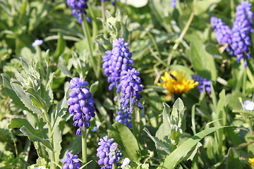 Image showing blue flowers