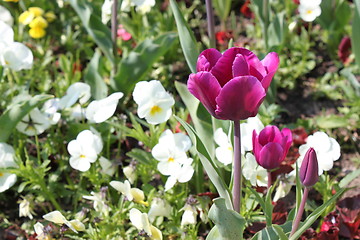 Image showing pink tulips