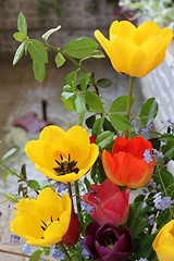 Image showing tulips