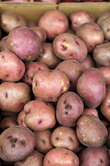 Image showing Red Potatoes