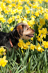 Image showing Dog In the Flowers