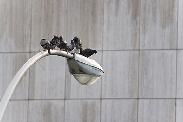 Image showing City Pigeons