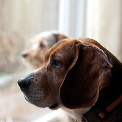 Image showing Dogs with Separation Anxiety