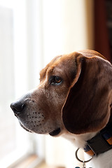 Image showing Alert Beagle Dog