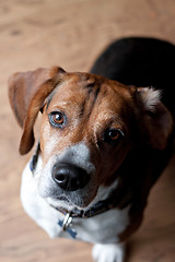 Image showing Cute Beagle Dog