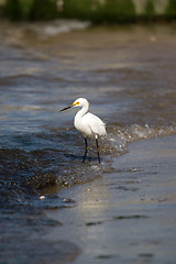 Image showing Snowy Egret