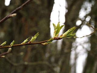 Image showing branch with sprouts