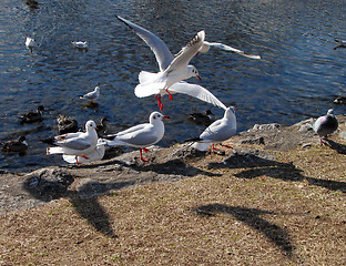 Image showing Birds And Shadows