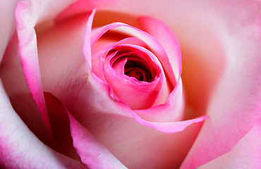 Image showing Rose blossom