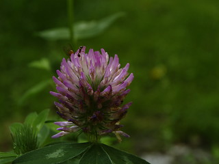 Image showing purple flower