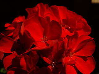 Image showing red petals