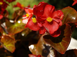 Image showing red flower