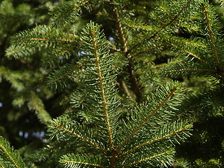 Image showing pine tree leaves