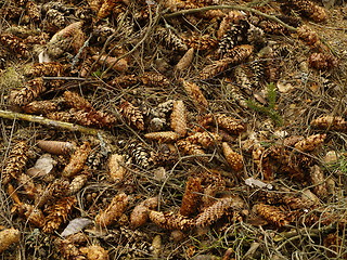 Image showing dry pines