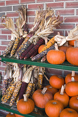 Image showing Fall Arrangement. Corn and Pumpkins.