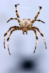 Image showing Spider on blue background