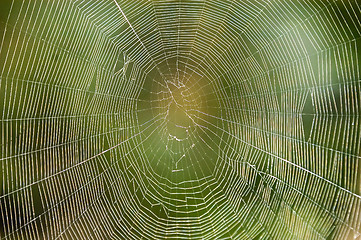 Image showing Spiders Web.