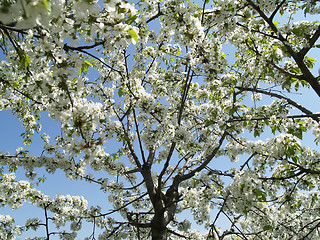 Image showing  Cherry blossom