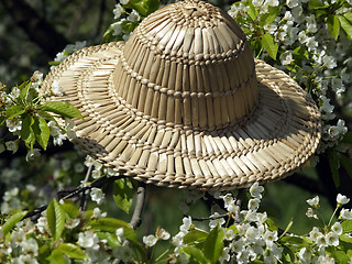 Image showing Straw hat on cherry blossom tree