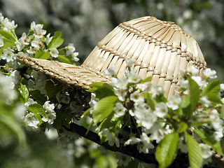 Image showing Straw hat on cherry blossom tree