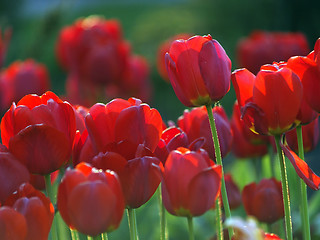 Image showing Red tulips in garden