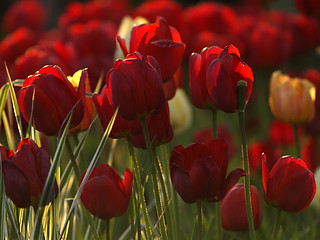 Image showing Red tulips in garden