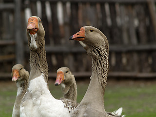 Image showing Brown goose group