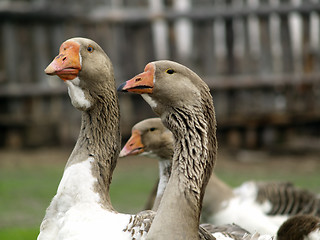 Image showing Brown goose group