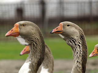 Image showing Brown goose group