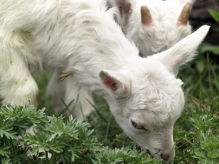 Image showing Small goat cubs eating grass