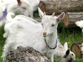 Image showing Small goat cubs eating grass