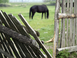 Image showing Horse pasturing