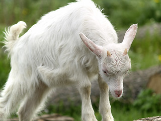 Image showing Small goat cub eating grass